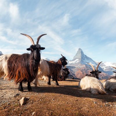picturesque-view-of-matterhorn-peak-and-stellisee-FCH6J8Y